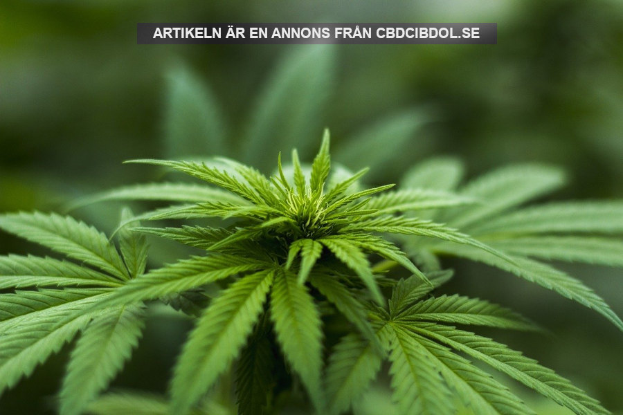 Möbler av hampa. Foto: Herbal Hemp. Licens: Unsplash.com